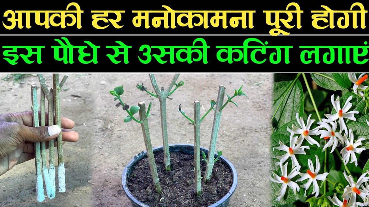 आपकी हर मनोकामना पूरी होगी इस पौधे से, उसकी कटिंग जरूर लगाए | Parijat ki cutting Kaise lagaen