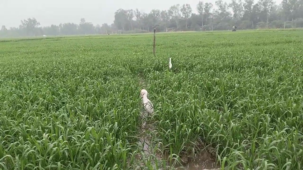 🌾 गेहूं भरते समय पक्षियों से बातचीत करते हुए 
