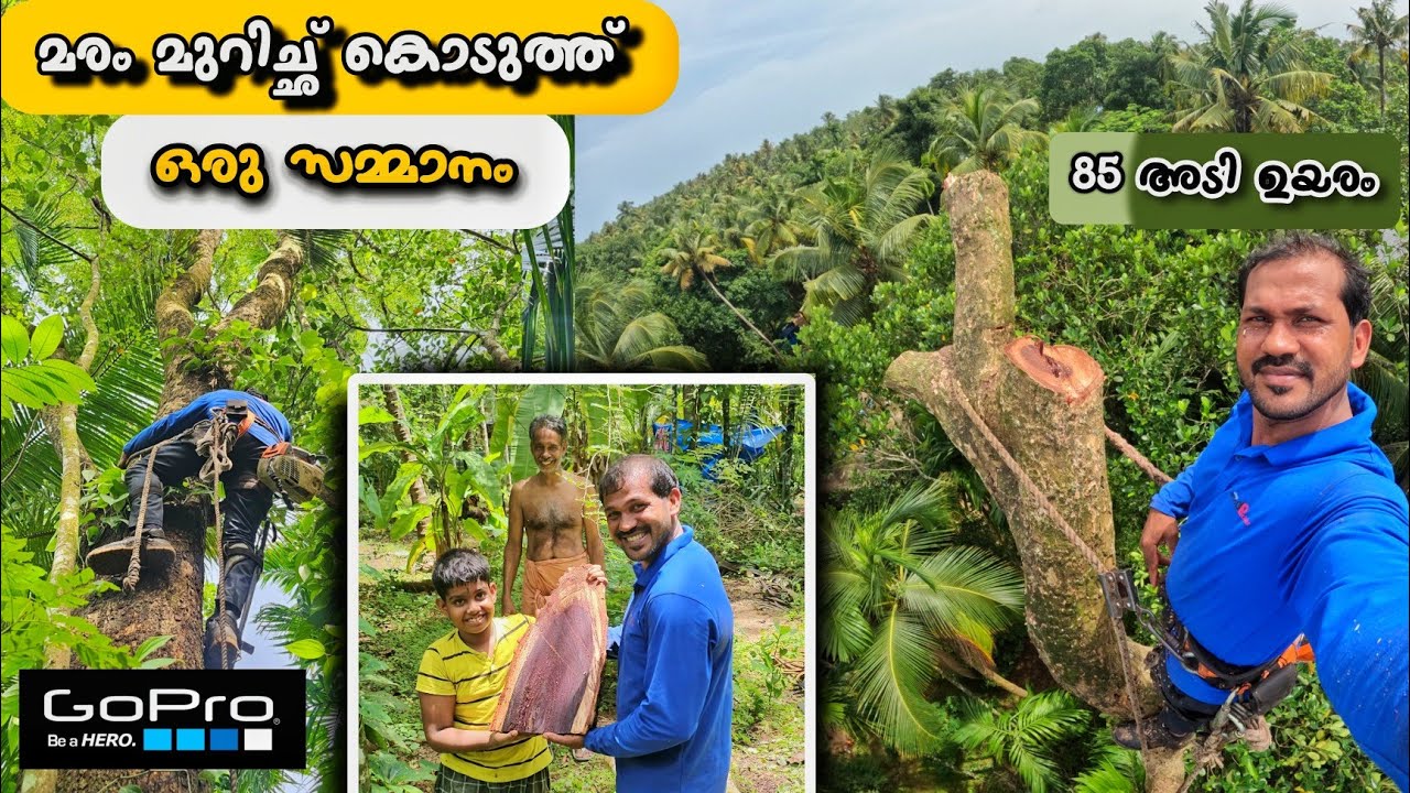 85 അടി ഉയരത്തിലുള്ള ഒരു കിടിലൻ വീട്ടി മരം മുറിച്ചാലോ 😮 Tallest tree cutting in kerala