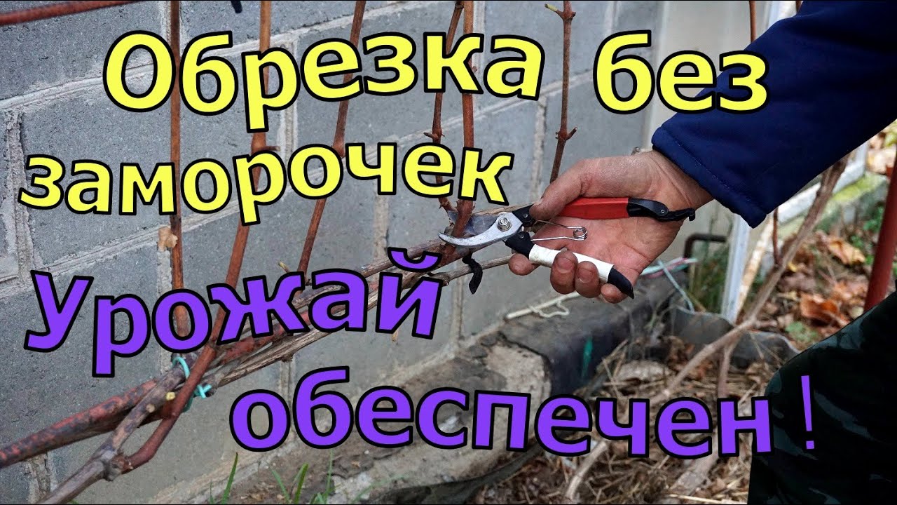 Виноград .Обрезка на быструю руку.
