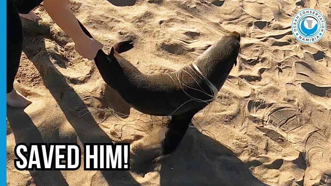 OCN's Youngest Rescuer vs. Sleeping Seal