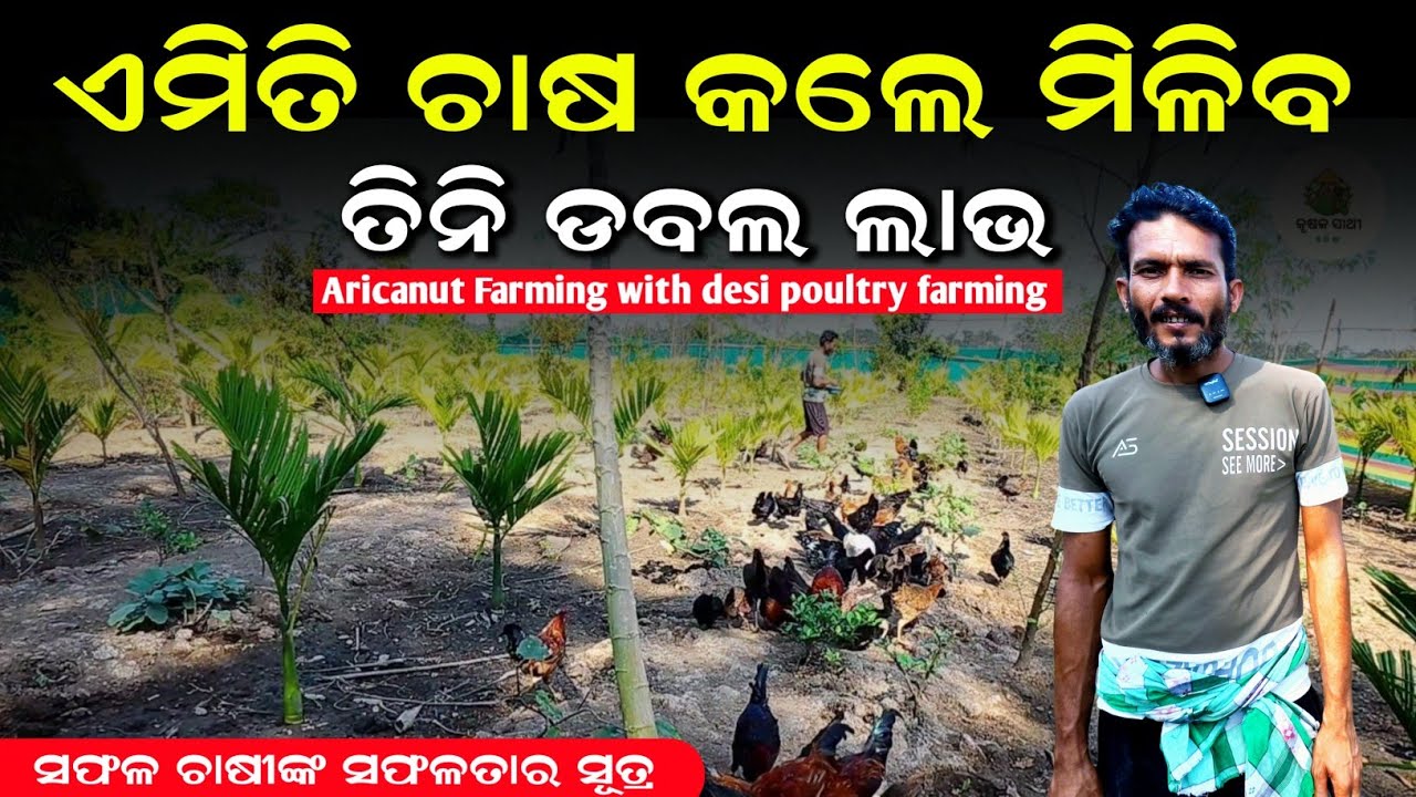 [ଗୁଆ ସହ ଦେଶୀ କୁକୁଡ଼ା ଚାଷ]Desi kukuda chasa🐓 gua chasa in odisha | Krushak sathi odisha 