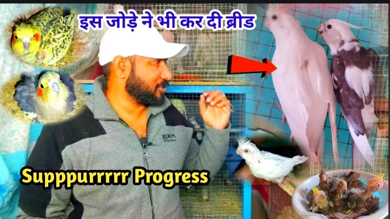 Cockateil Parrot Breeding Progress / albino cockateil parrot breeding result