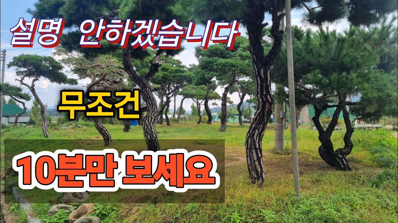 843번 #소나무 {{{판매중}}}  일괄세트 너무싸서...