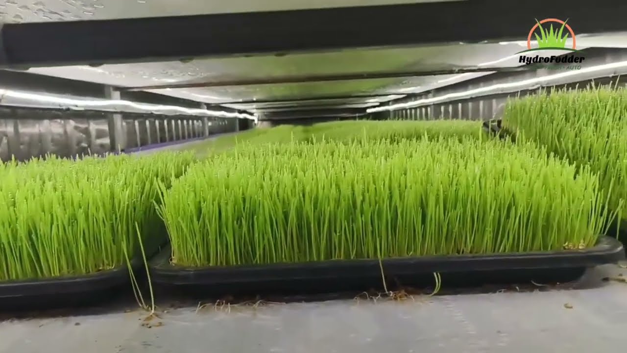 HydroFodder - Hydroponic fodder container for baley growing