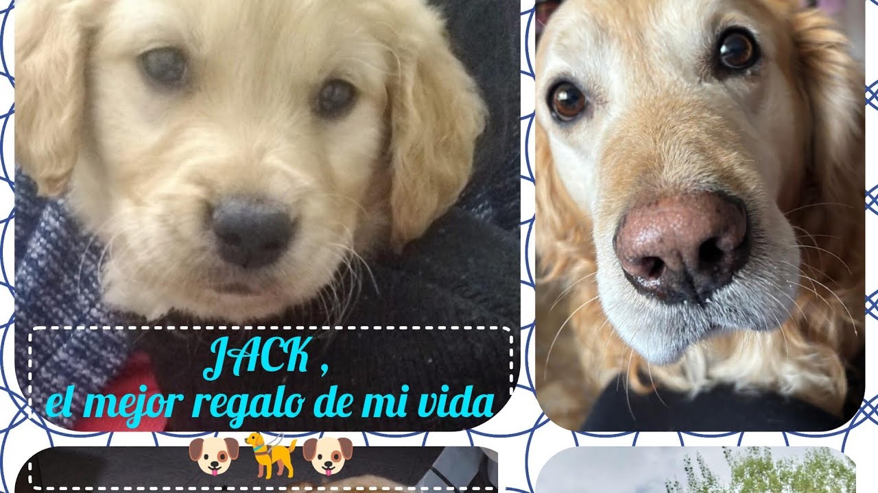 Jack , Mi más grande amor ❤️🐶🦮#perrito #mascota #sentimientosreales #mimejoramigo #ultimoadios#viral
