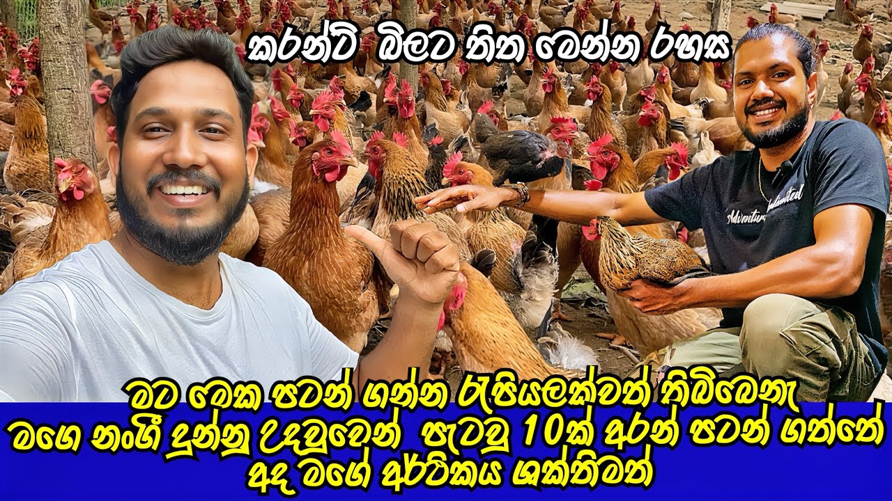 නැතිම වෙලාවෙ නංගි දුන්න උදවුවෙන් පැටවු 10ක් ගෙනත් පටන් ගත්තේ 🐓💪 | Favorite Pet Book