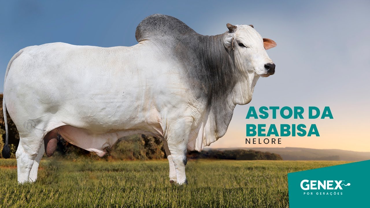 ASTOR DA BEABISA - TOURO NELORE PO