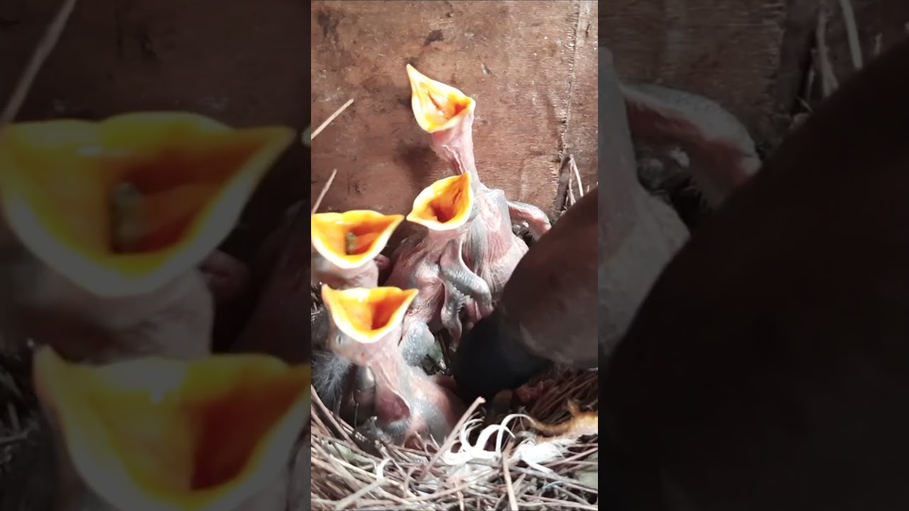 Mother Throws Immature baby bird out of the nest