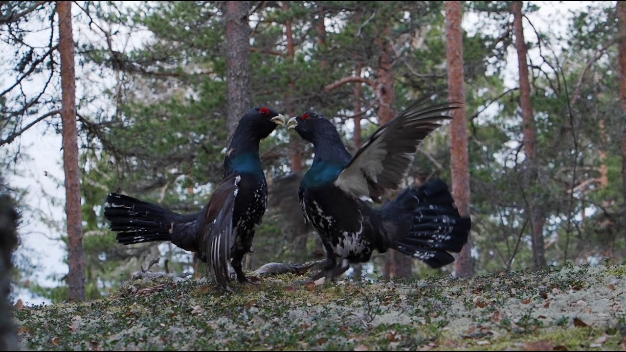 Metsojen reviiritaistelu | Capercaillies Battle for Territory