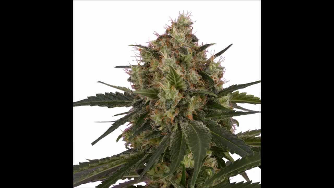 ICE / Cannabis Marijuana Weed Kush