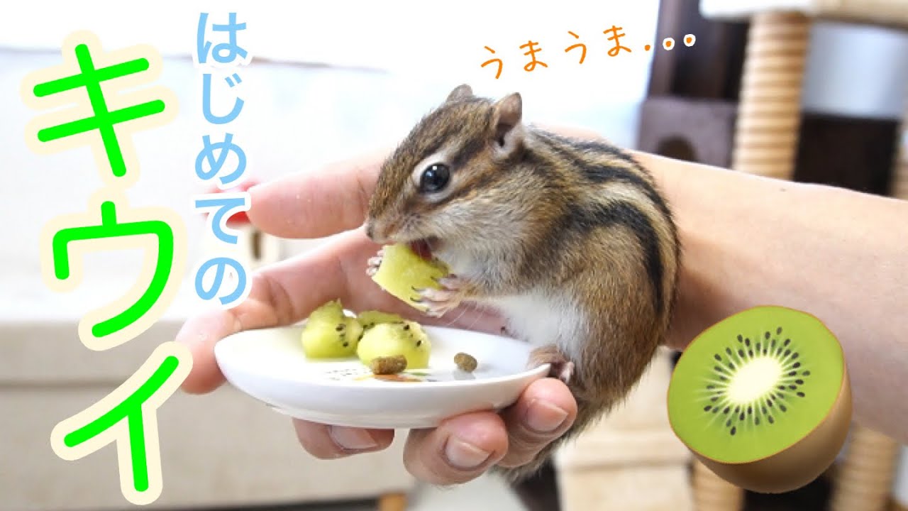 【シマリス】リスにはじめてのキウイをあげてみたら予想外の事態に、、、