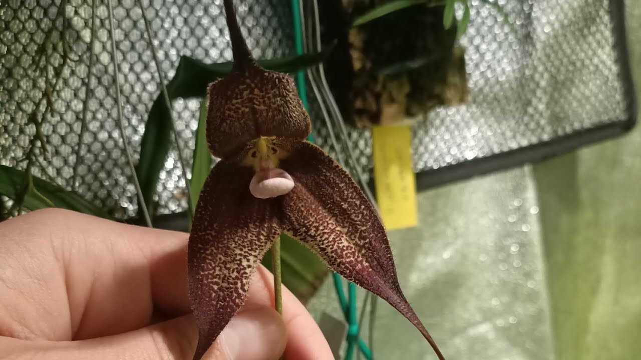 Note di coltivazione per Masdevallia e Dracula