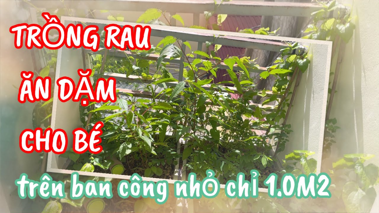 043 TRỒNG RAU ĂN DẶM ORGANIC đa dạng, đủ dinh dưỡng cho bé trên ban công nhỏ chỉ 1.0M2 @Samily