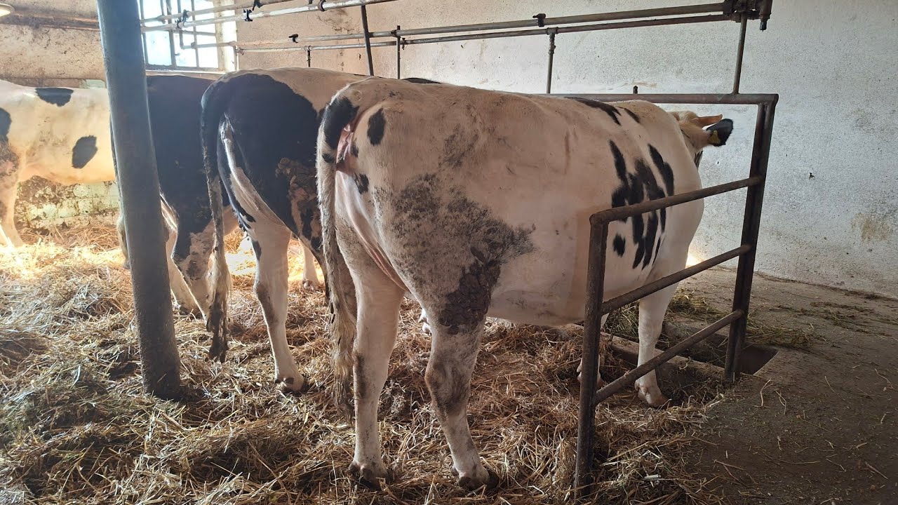 Sprzedaż jalowke // wiązanie byków