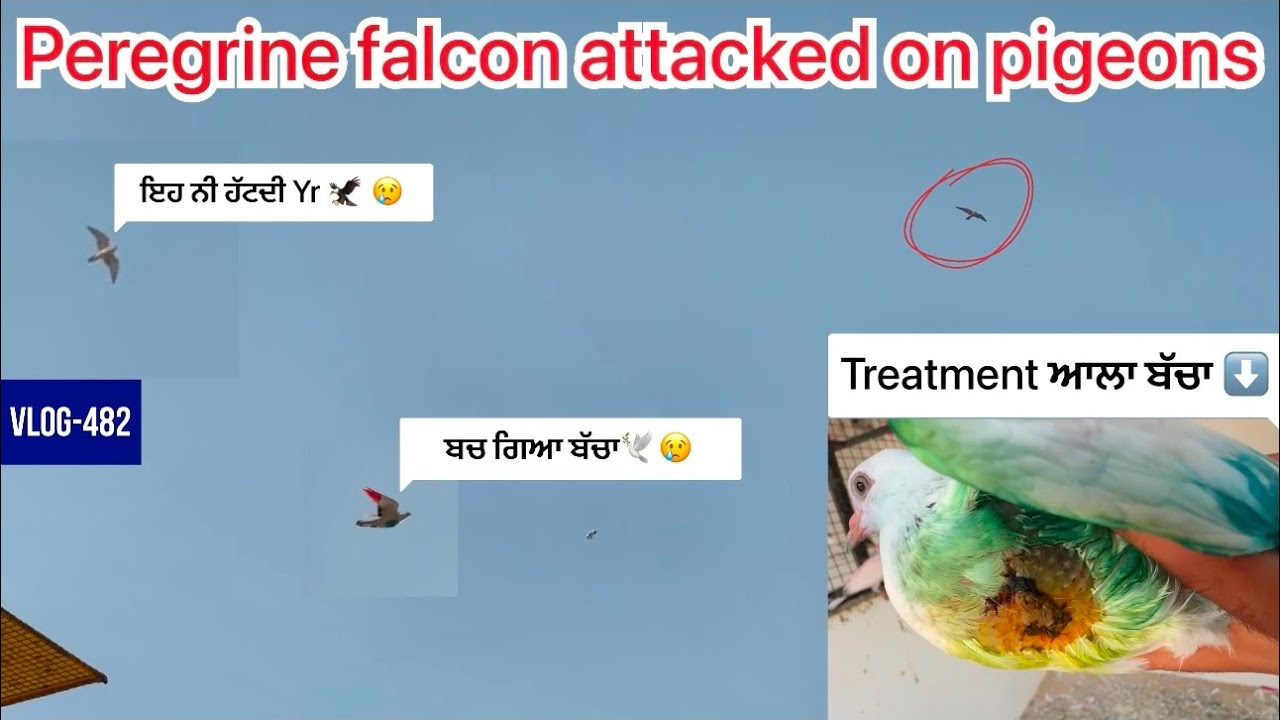 ਲਓ ਜੀ, ਅੱਜ ਫੇਰ ਬੈਰੀ🦅(peregrine falcon)ਪੈ ਗਈ ਬੱਚਿਆਂ ਨੂੰ🕊️😢|| ਲਗਦਾ ਬੰਦ ਹੀ ਕਰਨੇ ਪੈਣਗੇ ਕਬੂਤਰ🕊️😕…