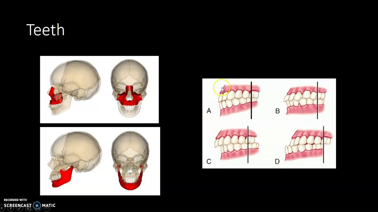 Articulation anatomy