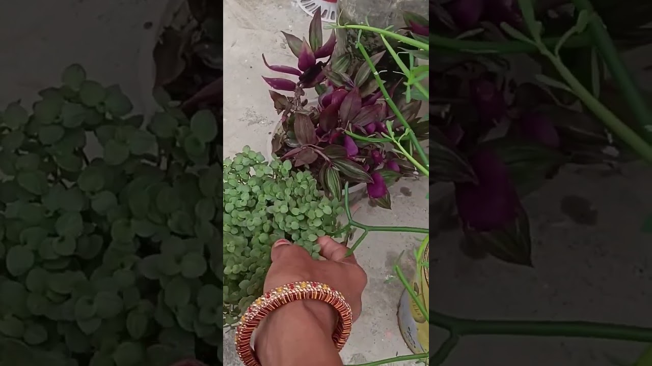पौधे जितना बाटो खुशियां उतना बढ़ती है || Plants sharing #love #garden #youtubeshorts #viral #shorts 