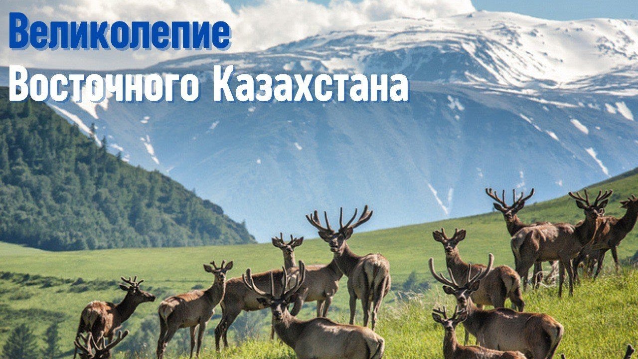 Восточный Казахстан, маралы и целебные свойства их пантов | Health Resort