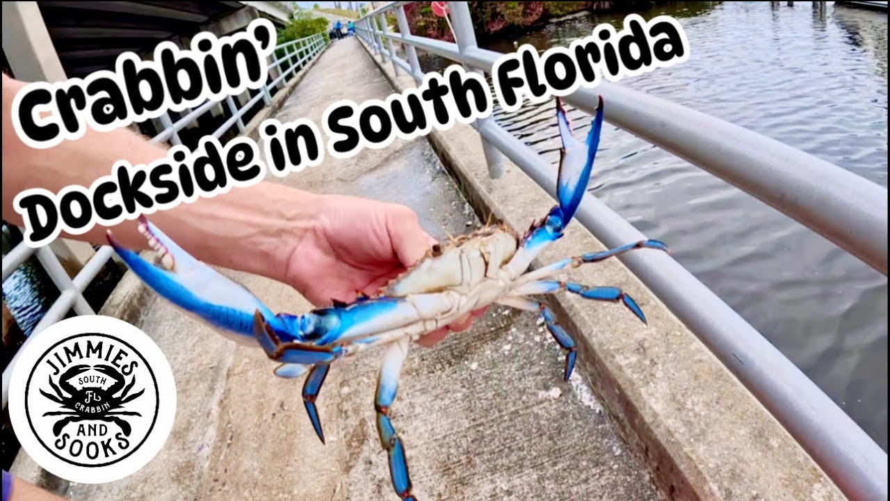 Florida Crabbin from a dock-  I was Rolling until THIS HAPPENED