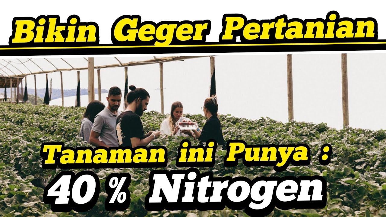 ‼️Kabar Gembira Buat Yang Suka Bikin Pupuk Kompos & POC‼️Tanaman Yang Tinggi Unsur Nitrogen/ Protein