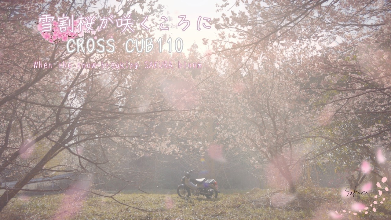 雪割桜が咲くころに｜CROSS CUB110　When the snow-breaking SAKURA bloom