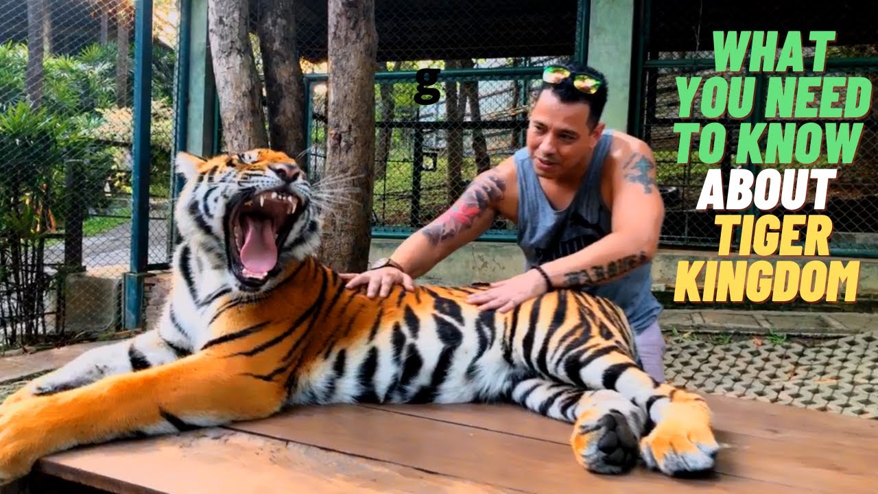 TIGER KINGDOM IN CHIANG MAI