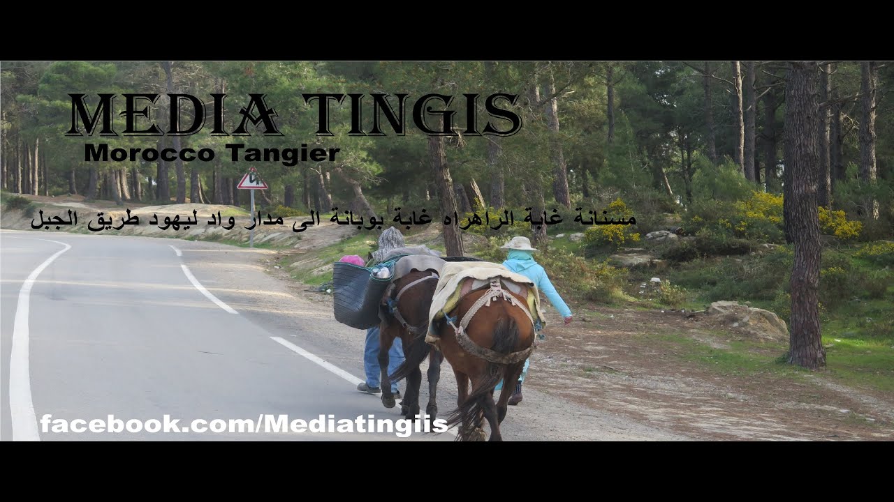 مسنانة غابة الراهراه غابة بوبانة الى مدار واد ليهود طريق الجبل طنجة 17 03 2021 morocco tangier