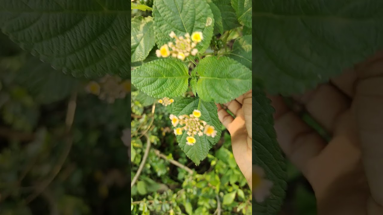 #nature #putush #shorts #shortvideo #amituja