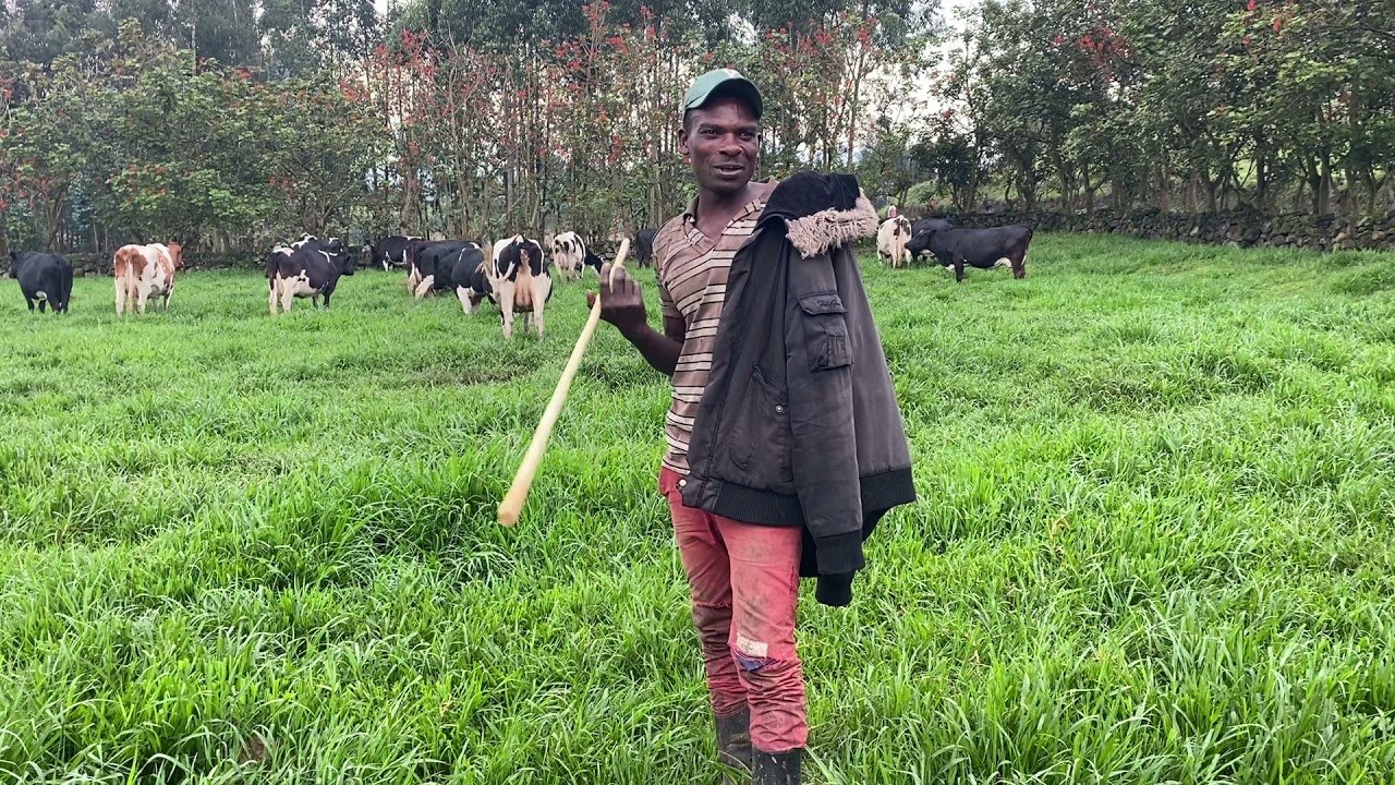 Igishengo( Gacuruzi w’ingungu)