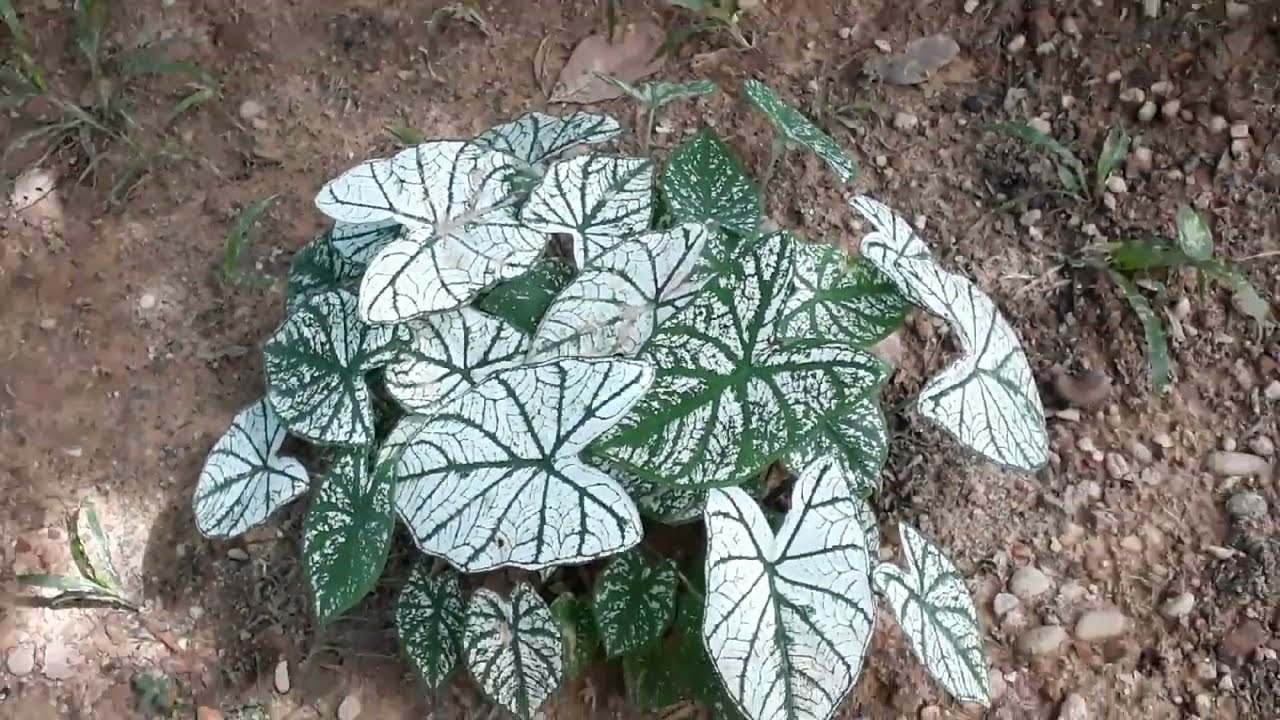 NUNCA VI TANTAS PLANTAS DESSE TIPO