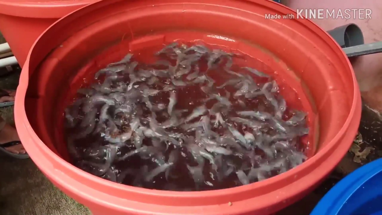 Ternak lele di ember sampai panen (usaha modal kecil)