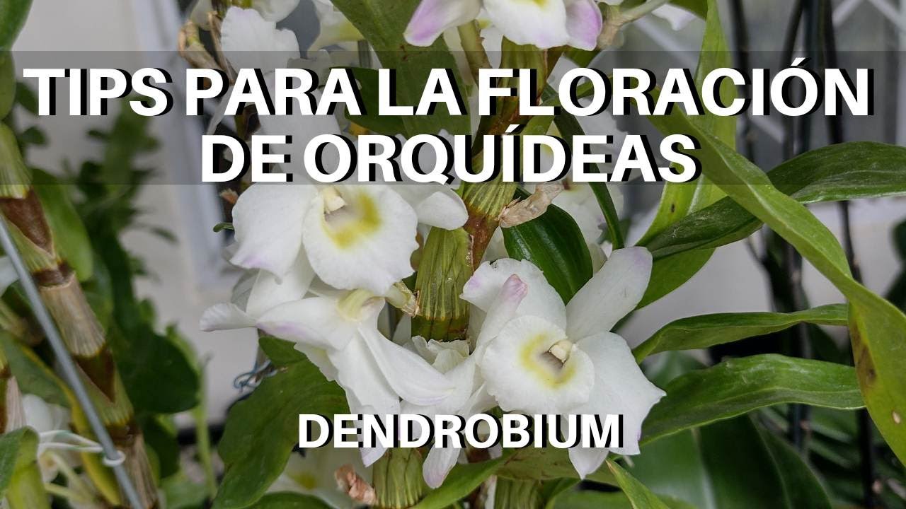 Cómo hacer florecer orquídeas Dendrobium