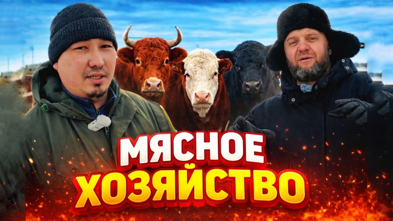 Мясное хозяйство ТОО 