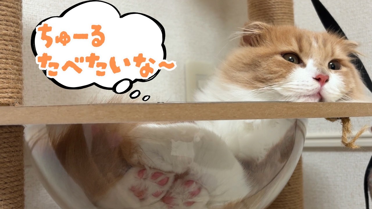 ちゅーる星を食べたい猫が宇宙船で寝る姿が可愛すぎる！［スコティッシュフォールドのタリ］
