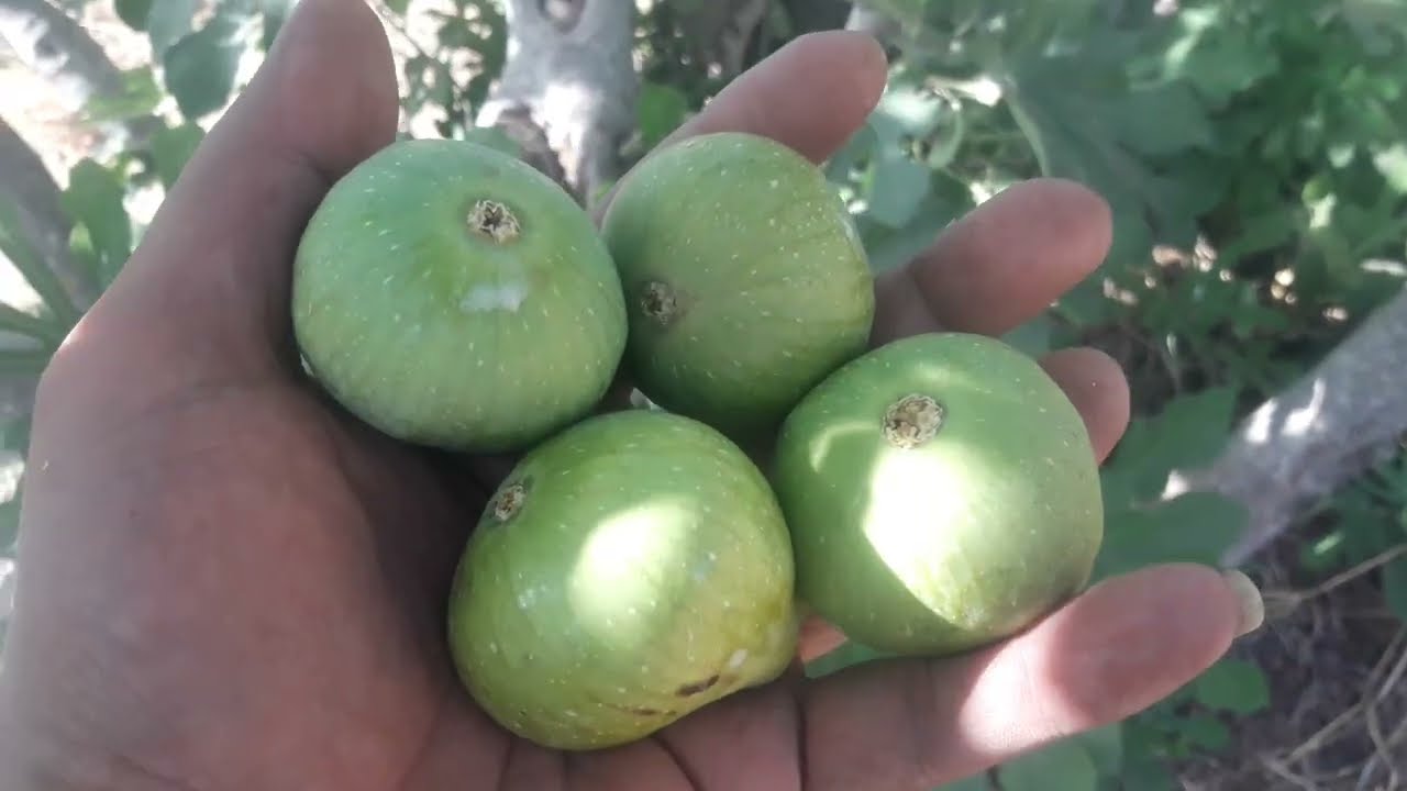من اجود انواع التين الخاص بالتجفيف و الاحسن من حيث الحجم و الذوق