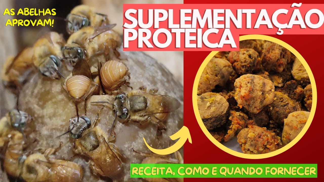 SUPLEMENTAÇÃO PROTEICA: ABELHAS SEM FERRÃO (BOMBOM DE PÓLEN)