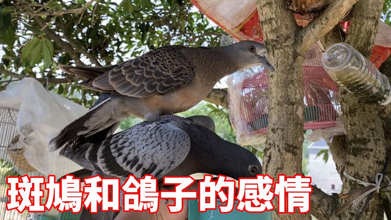 斑鳩和鴿子從小一起長大，似乎忘了自己不是同類，不料因為食物就翻臉？ 【蒙面鳥哥】