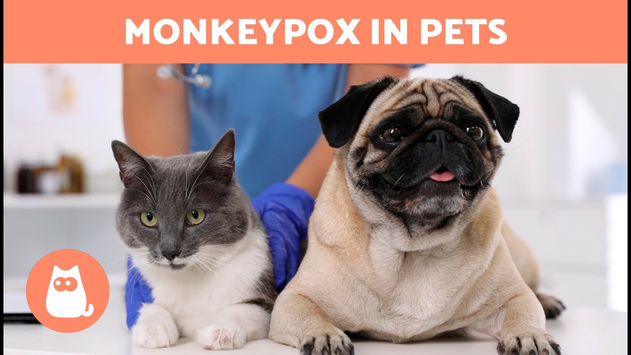 MONKEYPOX in DOGS and CATS 🐶🐱⚠️ (Symptoms, Contagion and Treatment)