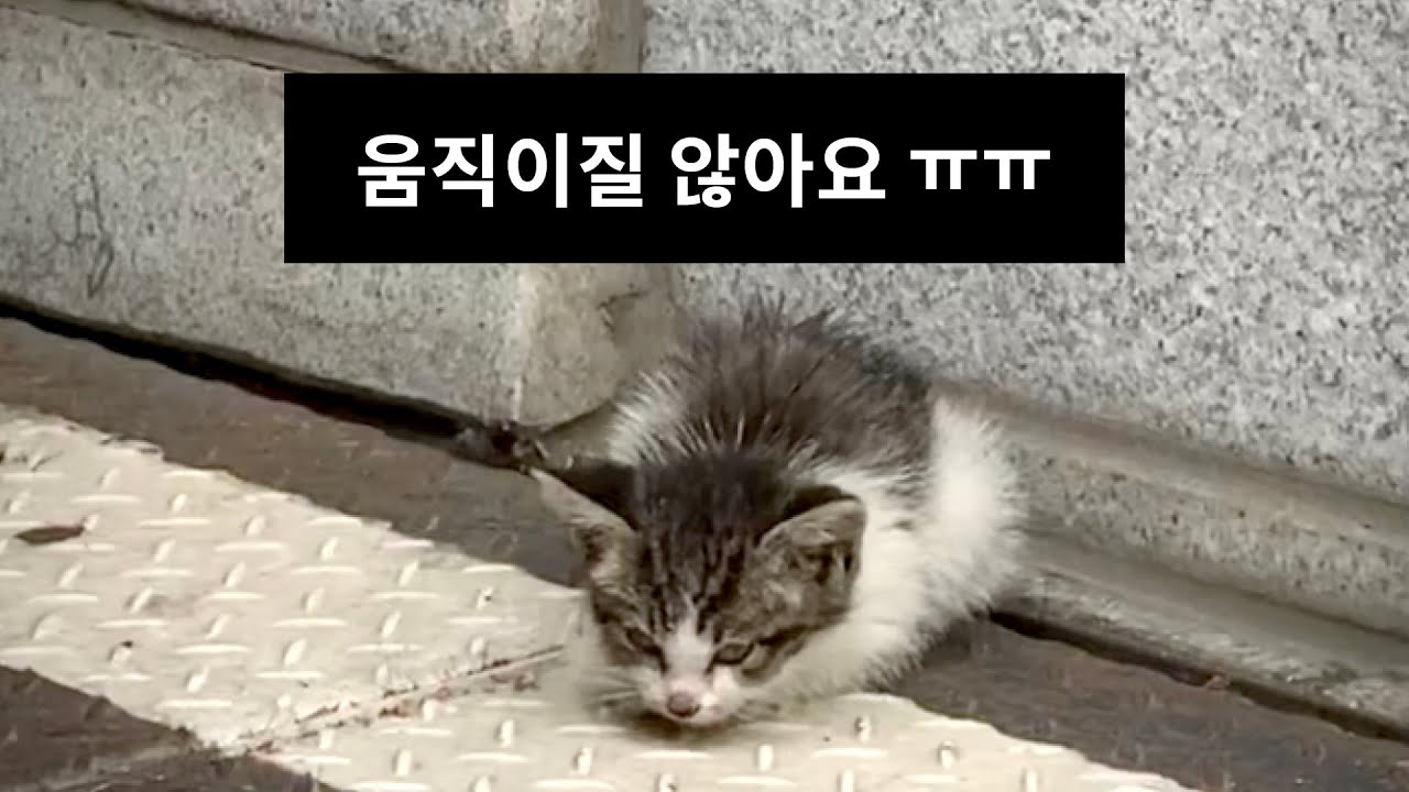 [긴급] 장마철 비에 젖어 움직이지 않던 아기 길고양이를 구조했습니다.