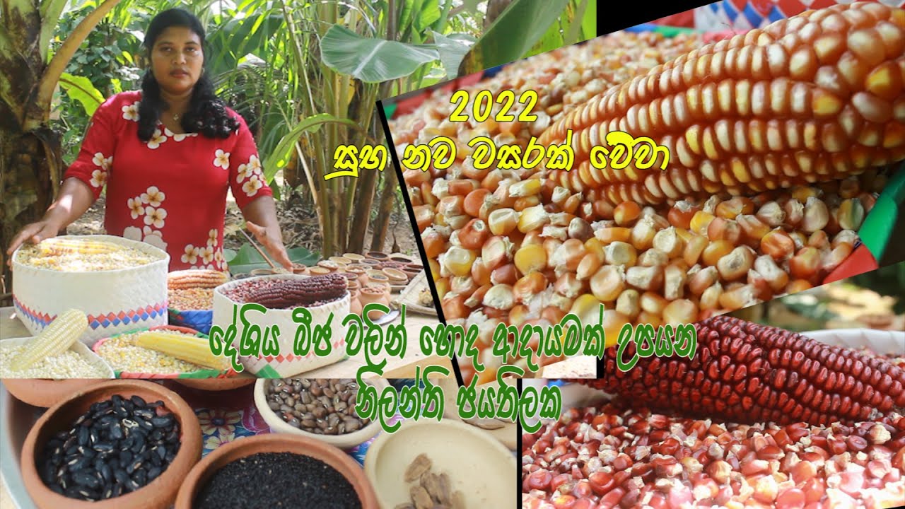 දේශීය බීජ වලින් හොද ආදායමක් උපයන නිලන්ති ජයතිලක