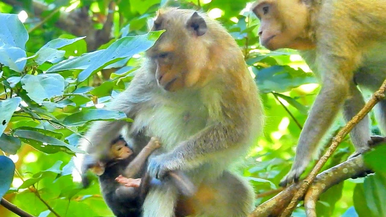 Monkey in the Wild: Mother Monkey Catching and Nursing Baby—SVA daily life