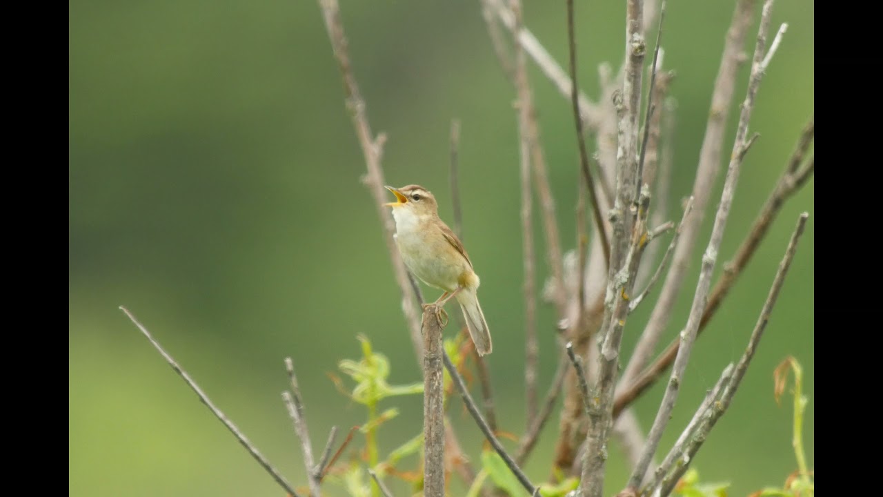 コヨシキリ Acrocephalus bistrigiceps bistrigiceps