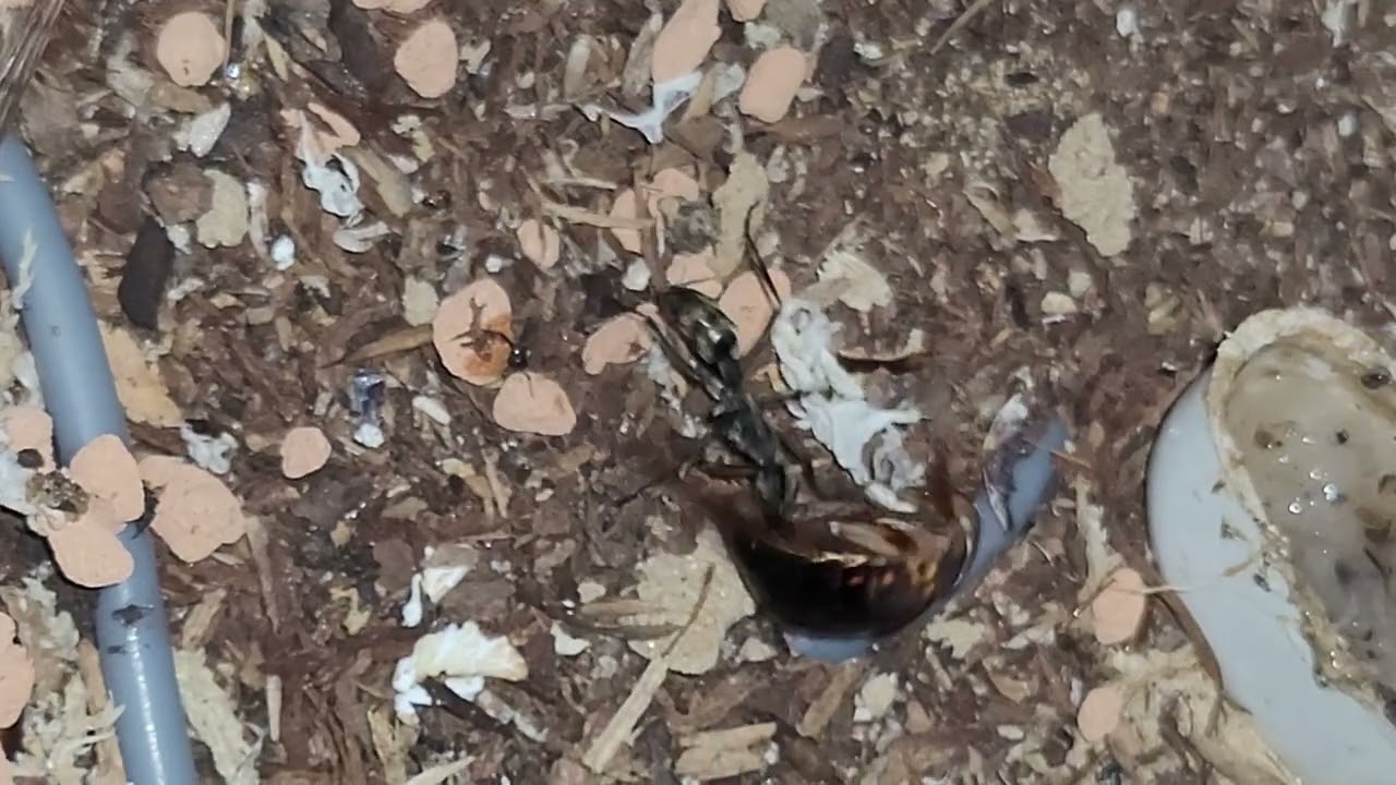 Diacamma scalpratum #4 F&uuml;ttern mit der Pinzette