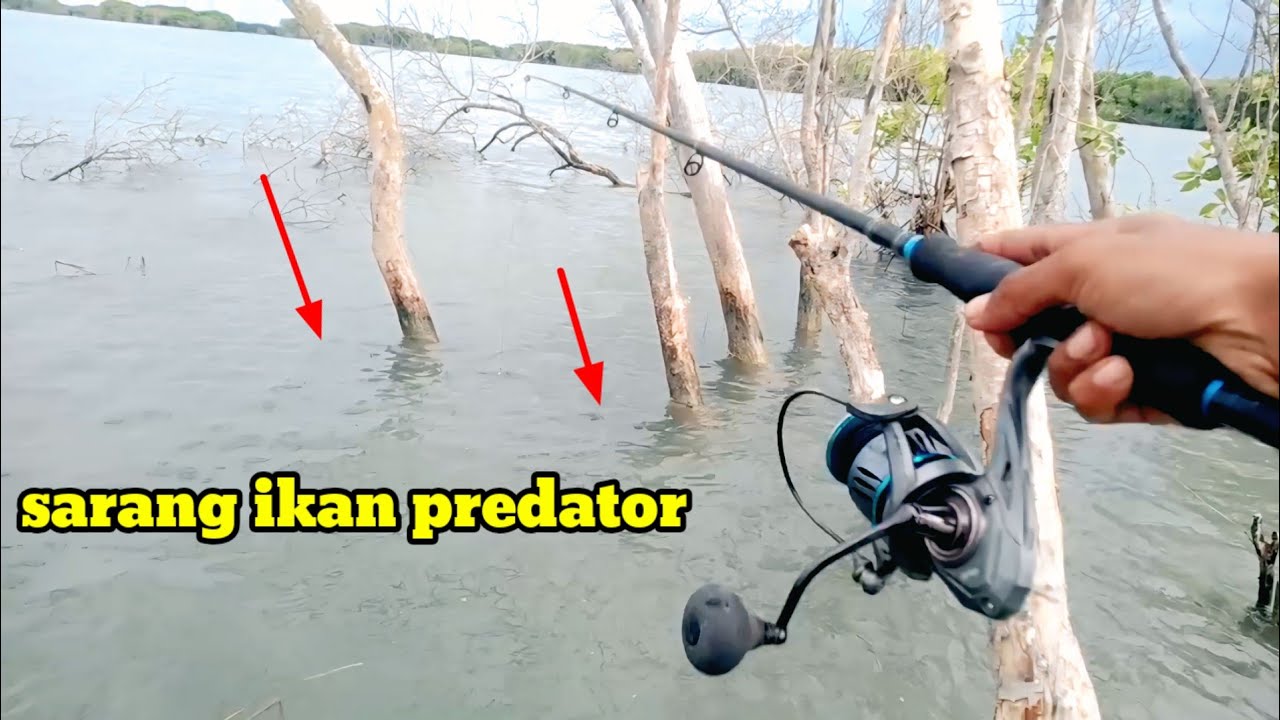 Petualangan Mancing: Menemukan Sarang Ikan yang Jarang Diketahui!