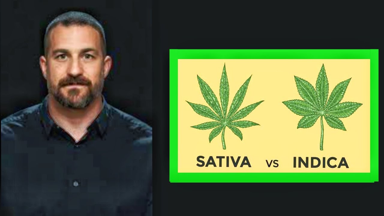 Dr. Andrew Huberman explains  Cannabis(sativa) vs Cannabis (Indica)