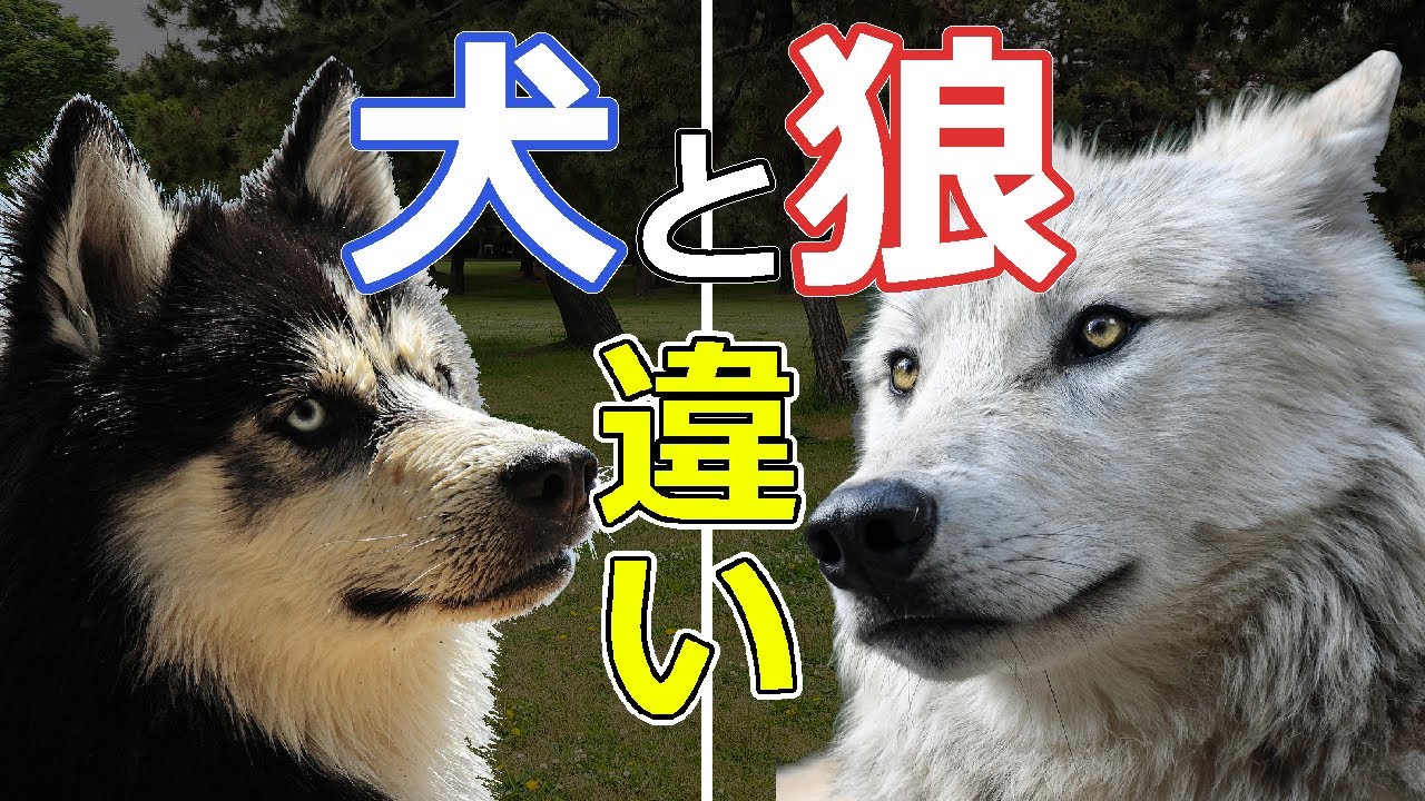 【狼と犬の違い】オオカミは東アジアで犬に進化した
