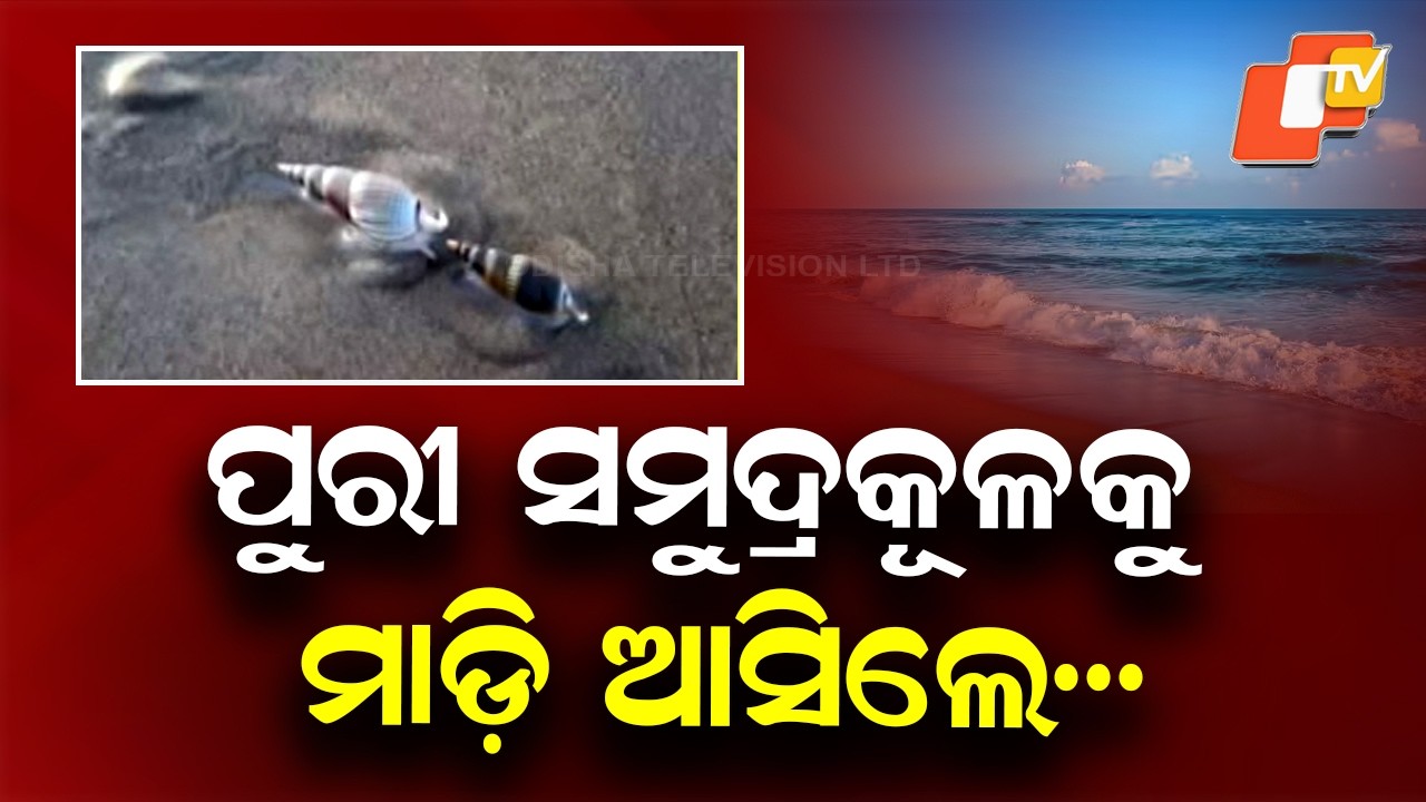 Thousands of Live Sea Snails Spotted Crawling on Puri Beach at Night, Tourists Amazed