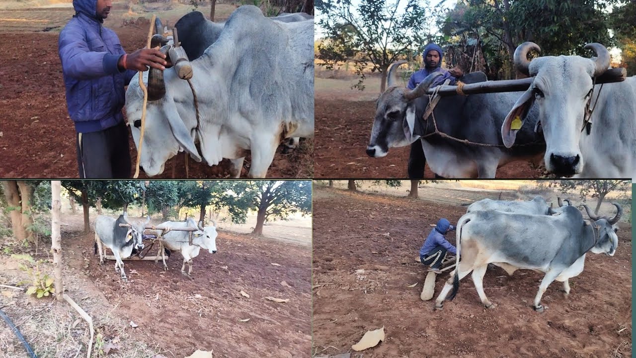 हमर छत्तीसगढ़ के पाटा || Hamare Chattisgarh Ka pata 😍