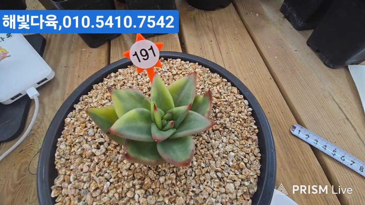 (2월19일해빛다육)1부